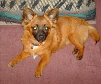 A perk-eared, red with white and black Paperanian dog is laying on a couch looking up and forward. The dog's body is red with a little white on its chest and its snout is black.