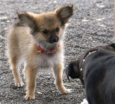 Front view - A perk-eared, fuzzy, tan with white and black  Paperanian dog is wearing a red collar with diamonds on it standing on gravel looking at the dog in front of it.
