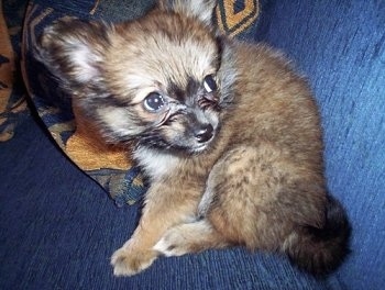 Close up - The left side of a tan and black with white Paperanian puppy sitting on a blue couch looking up at the back.