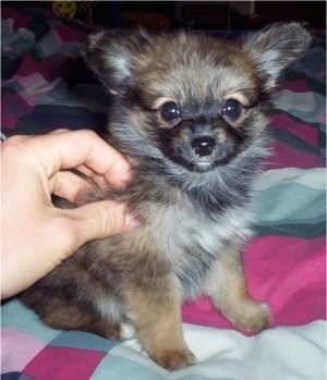 Close up side view - A perk-eared, furry, tan and black with white Paperanian puppy is sitting on a bed having its side pet by a person's hand.