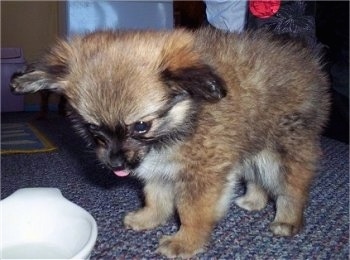 Close up front side view - A fuzzy, tan and black with white Paperanian puppy is standing on a blue carpeted floor looking down at a white bowl in front of it. The puppys tongue is sticking out.