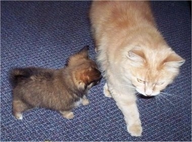 View from the top looking down at an orange cat walking in front of a tiny tan and black with white Paperanian puppy. The cat is about three times larger than the dog.