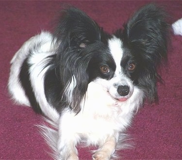 Close up front side view from above looking down at the dog - A happy-looking white with black Papillon is sitting on a carpet looking up. Its mouth is open and tongue is out.