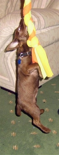 A chocolate Patterdale Terrier puppy is hanging onto a rope toy that is in its mouth. A person is lifting up the rope toy and the puppies paws are off the ground.