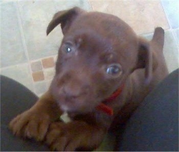 Patterdale Terrier Puppies for Sale