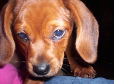 Close up front view head shot - A brown with black and white Peagle puppy is climbing onto a persons leg. Its head is down and it is moving forward. It has soft looking drop ears.