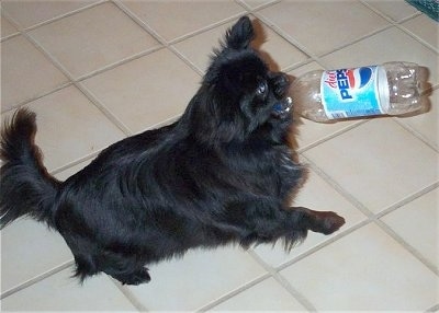 A black with white Peek-A-Pom is running across a tan tiled floor with an empty diet Pepsi bottle in its mouth.