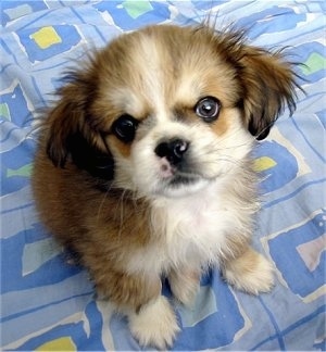 View from above looking down at the dog - A red with white Peke-A-Pap puppy is sitting on a bed that has a blue with white and yellow blanket on it and it is looking up and its head is slightly tilted to the left.