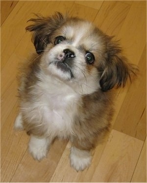 View from above looking down at the dog - A fluffy, red with white Peke-A-Pap puppy is sitting on a hardwood floor looking up.