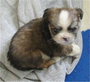 Side view from above - The right side of a young red with white Peke-A-Pap puppy that is laying on a gray towel and is turned to look up at the camera.