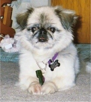 Front view - A tan with white and black Pekingese is laying on a carpet and it is looking forward. There is a green Greenie toothbrush chew toy in its front paws.