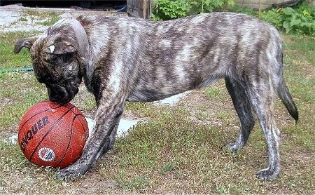 Left Profile - A brindle black with tan Perro de Presa Malloquin is standing in grass and it is looking down toinspect a basketball.