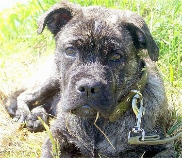 Close up front view head and upper body shot - A wet brindle black and tan Perrode Presa Malloquin dog is laying in grass and it is looking forward.