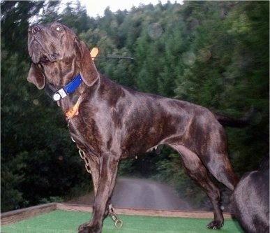 Side view - A shiny-coated, chocolate Plott Hound is standing on a green surface and it is looking up and forward.