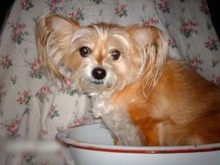 Close up left profile - A tan with white Pom-Silk is sitting in a bowl and it is looking forward. There is a blanket hanging behind it.