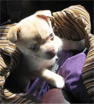 Head and front paw shot - A tan with white Pom-A-Pug is laying in a persons bag looking to the right.