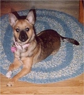 Front side view - A perk-eared, shorthaired, brown and black Pomerat dog is laying across an oval blue and white throw rug on top of a hardwood floor looking up.
