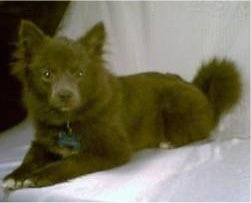 Side view - A brown with white Pomimo puppy is laying across a white blanket and it is looking forward.