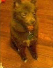 Front view - A brown with white Pomimo puppy is sitting on a hardwood floor and it is looking to the right. Its mouth is open and it looks like it is shocked.