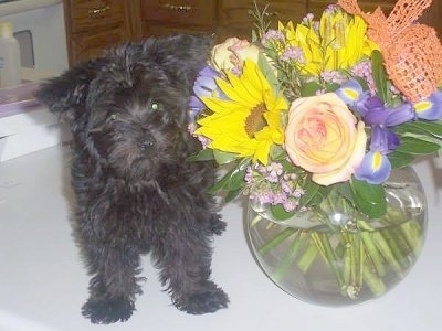 Front view - A wavy-coated, black Poolky puppy is standing on a table next to a bokay of flowers in a round glass vase of water. The puppy is looking slightly to the right.