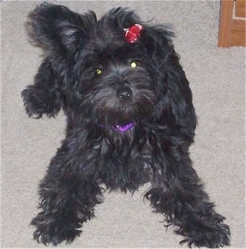 A wavy-coated, black Poolky dog is wearing a purple collar with a red ribbon in its hair. It is laying out on a tan carpet looking up.