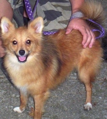 Side view - A perk-eared, fluffy, tan with white Poshies dog is standing on a concrete surface and it is looking up. Its mouth is open and it looks like it is smiling. There is a person behind it with both of there hands on it.