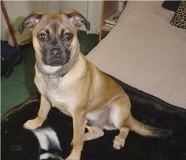 The left side of a tan with black Puggat dog is sittig on a bed and it is looking up and forward. Its ears are folded over to the sides.