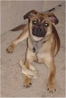 Front view - A tan with black Puggat is laying on a carpet and it is looking up. There is a couch to the left of it and there is a bone over its front left paw.