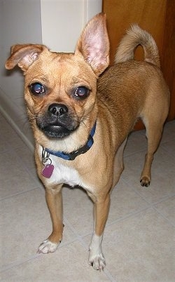 A brown with white and black Puggat dog is standing on a carpet looking forward. Its right ear is standing up and its left ear is flopped over and its tail is curled over its back. 