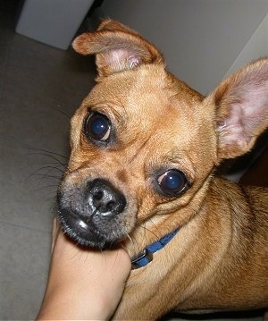 Close up head and upper body shot - A tan with white Puggat is standing on a tan carpet in a hallway and someone is petting under its neck. Its right ear is standing straight up and its left ear is folded over.