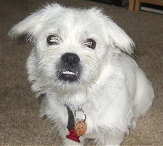 Close up front view - A wiry-looking white pugland puppy is sitting on a tan carpet looking forward. The bottom row of its teeth are showing because of its large underbite.