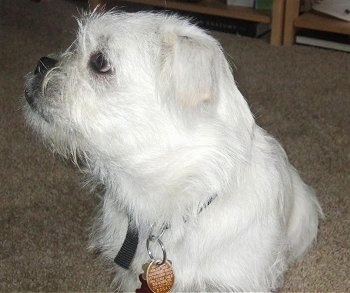 Close up front view - A wiry-looking white pugland puppy is sitting on a tan carpet looking up with its head turned to the left.