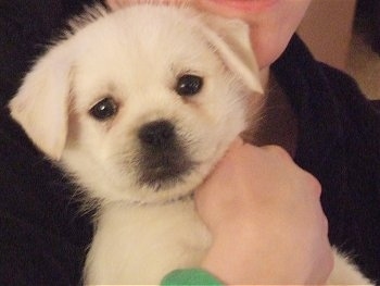 Close up front view head and upper body shot - A white Pugland puppy is being held up belly out in the arms of a person and looking forward.