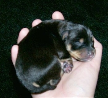 A Person is holding a Newborn Rat Pinscher in their hand