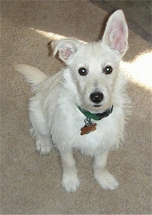 Top down view of a wiry looking white Rattle dog that is sitting on a tan carpet and it is looking up. Its left ear is flopped down and its right ear is straight up in the air.