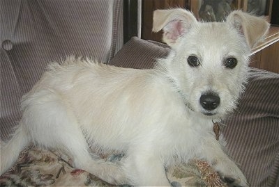 Close up side view - A white with tan Rattle dog is laying towards the arm of a sofa and it is looking forward. Both of its ears are folded forward.