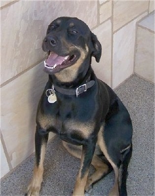 A black with brown Rotterman is sitting on a concrete surface and to the left of it is a wall. It is looking up, its mouth is open and it looks like it is smiling.