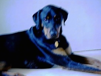 Side view - A black with brown Rotterman dog is laying across a floor looking forward.