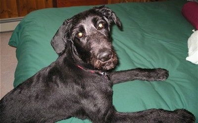 The right side of a shaved black Shepadoodle dog that is standing across a green pillow and it is looking forward.