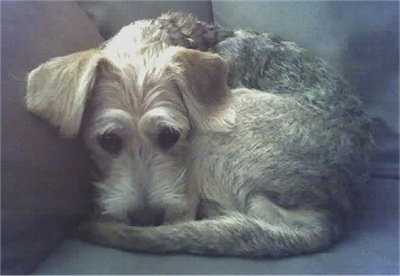 A brown with black Schneagle is laying down curled up in a ball in the corner of a couch.