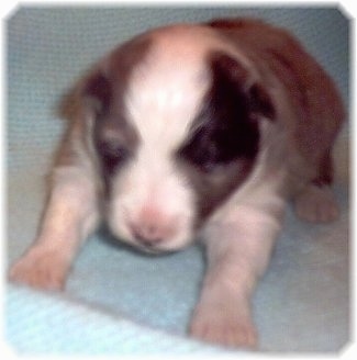 Close up front view - A young grey and white with black Shetland Sheepdog puppy is sitting on a blanket and it is looking down. The pups eyes are closed.