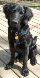 Close up front view - A black Shepadoodle is sitting on a hardwood porch, its head is tilted to the right and it is looking forward. It has a shiny coat, fluffy hair on its ears and a big black nose.