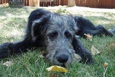 Close up - A black with gray Shepadoodle puppy is laying down in grass and it is looking forward.