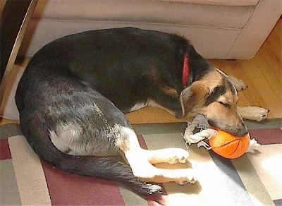 A short-haired, black with tan Shepadoodle is sleeping on a rug that is on top of a hardwood floor and it has an orange plush basketball with white rope ends in its mouth.