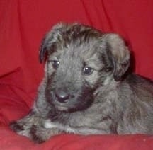 A brindle Shepadoodle puppy is laying across a red couch and it is looking forward.