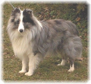 shetland collie