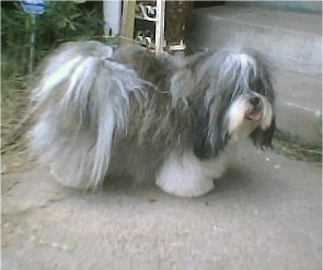 Miracle, the Shih Apso. His mom is purebred Lhasa Apso and his dad his full bred Shih-Tzu