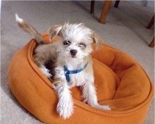 A white and tan ShiChi puppy is laying on a round, orange dog bed and it is looking forward.