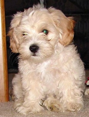 Shih  Puppies on Joey  The Shih Tzu   Malti Poo Cross At 10 Weeks Old