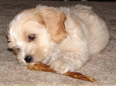 Shih+tzu+maltese+cross